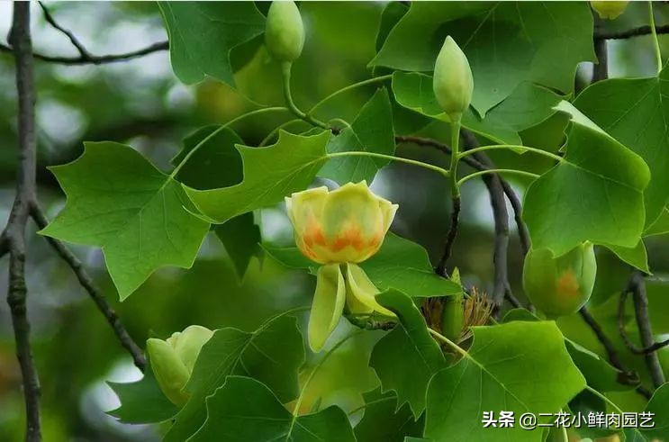 中国珍稀濒危植物保护名录,十大珍稀植物排行榜