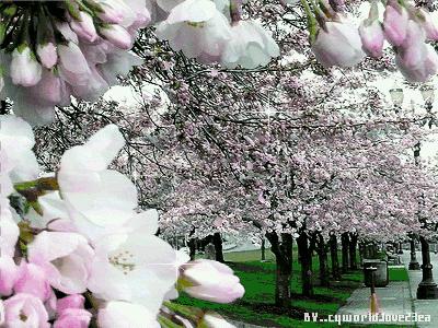 南飞雁答友人,南飞雁古筝原唱