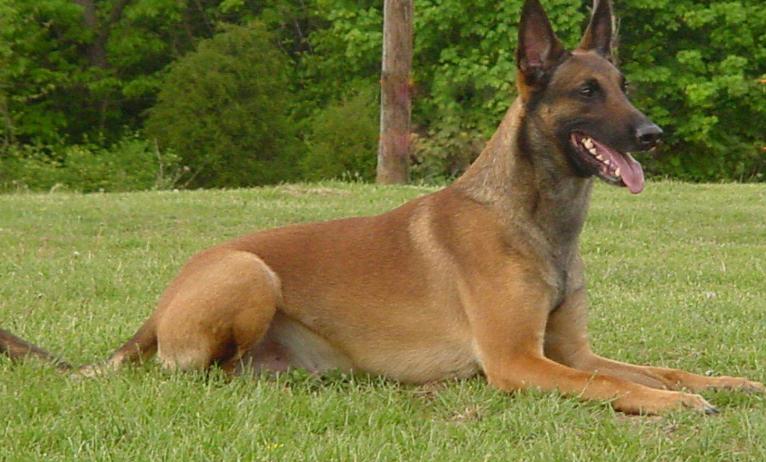 最好的马犬有哪些特点,马犬最成功的犬种