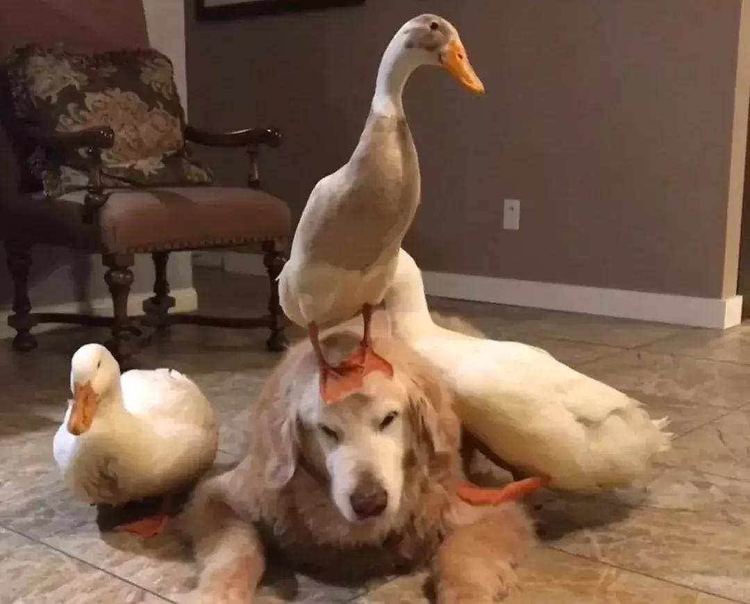 被大鹅欺负的金毛,金毛老是被鸭子欺负