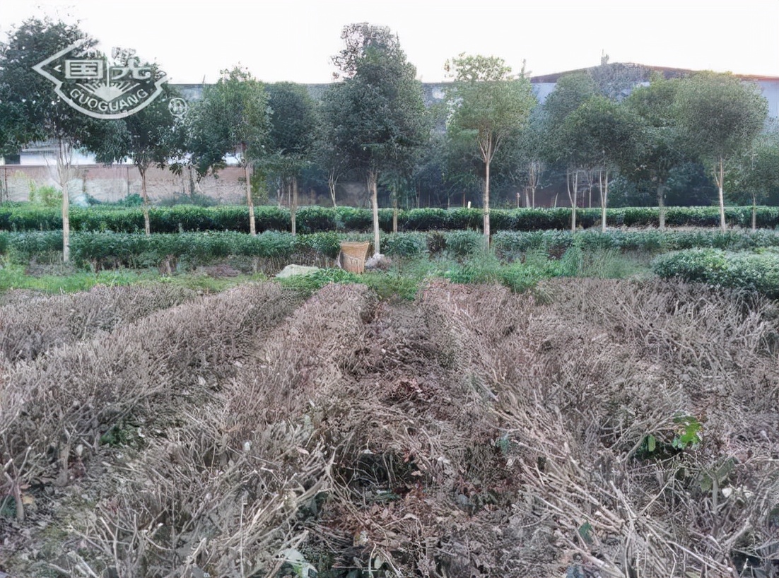 茶树开花影响产量吗,茶树开花结果是什么原因