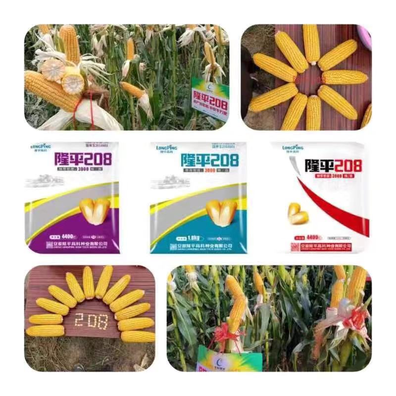 隆平208产量顶呱呱,隆平208玉米品种株高