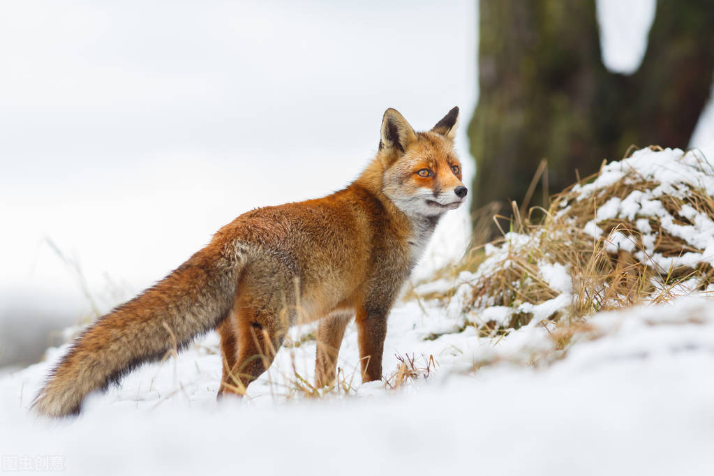 猎人对着狐狸开了一枪但猎人死了,猎人向狐狸开了一枪猎人却死了
