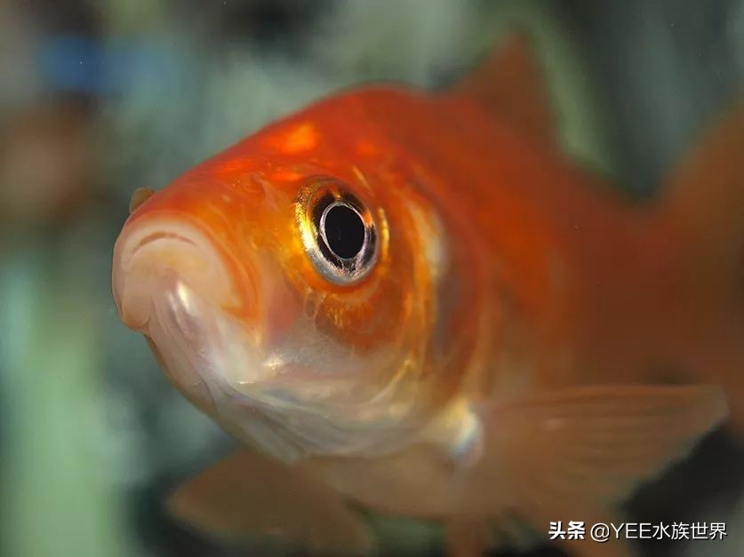 鱼缸里蛋白虫和寄生虫区别,鱼缸里发现长条状的虫子