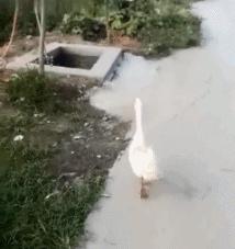 鍔ㄦ极瓒崇悆鎼炵瑧gif绱犳潗,涓浗闃熻涪鐞冩悶绗慻if