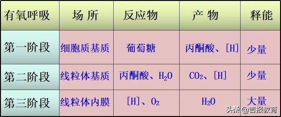 高中生物细胞呼吸作用,高中生物细胞呼吸