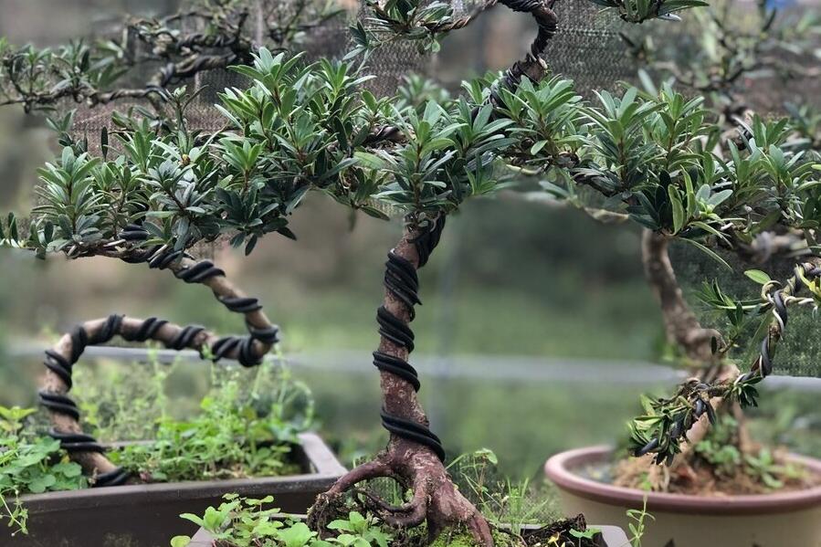 罗汉松如何养护才能养好,罗汉松怎么养护不黄叶