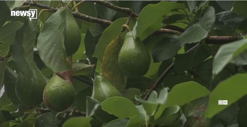 牛油果血腥,血腥牛油果
