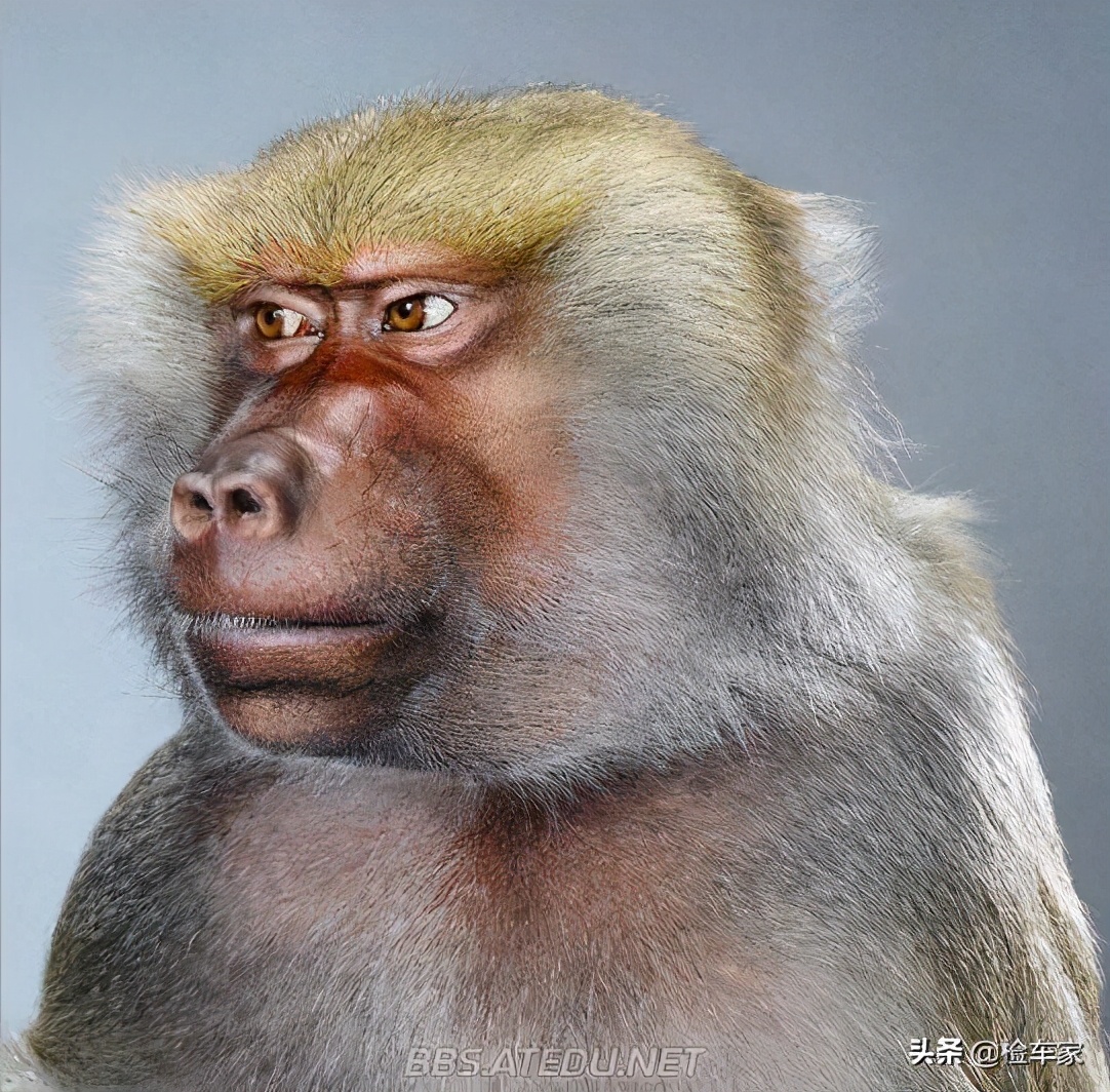 全进口迈腾四驱 (最新款迈腾四驱)