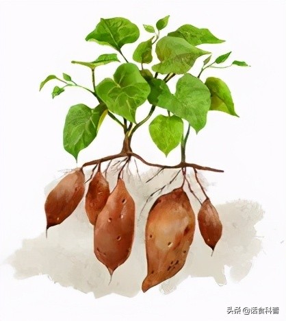 经常吃玉米和红薯有什么好处,经常吃红薯汤有什么好处