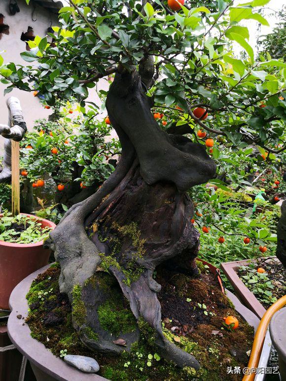 金弹子不嫁接雌雄同株,金弹子新苗分公母