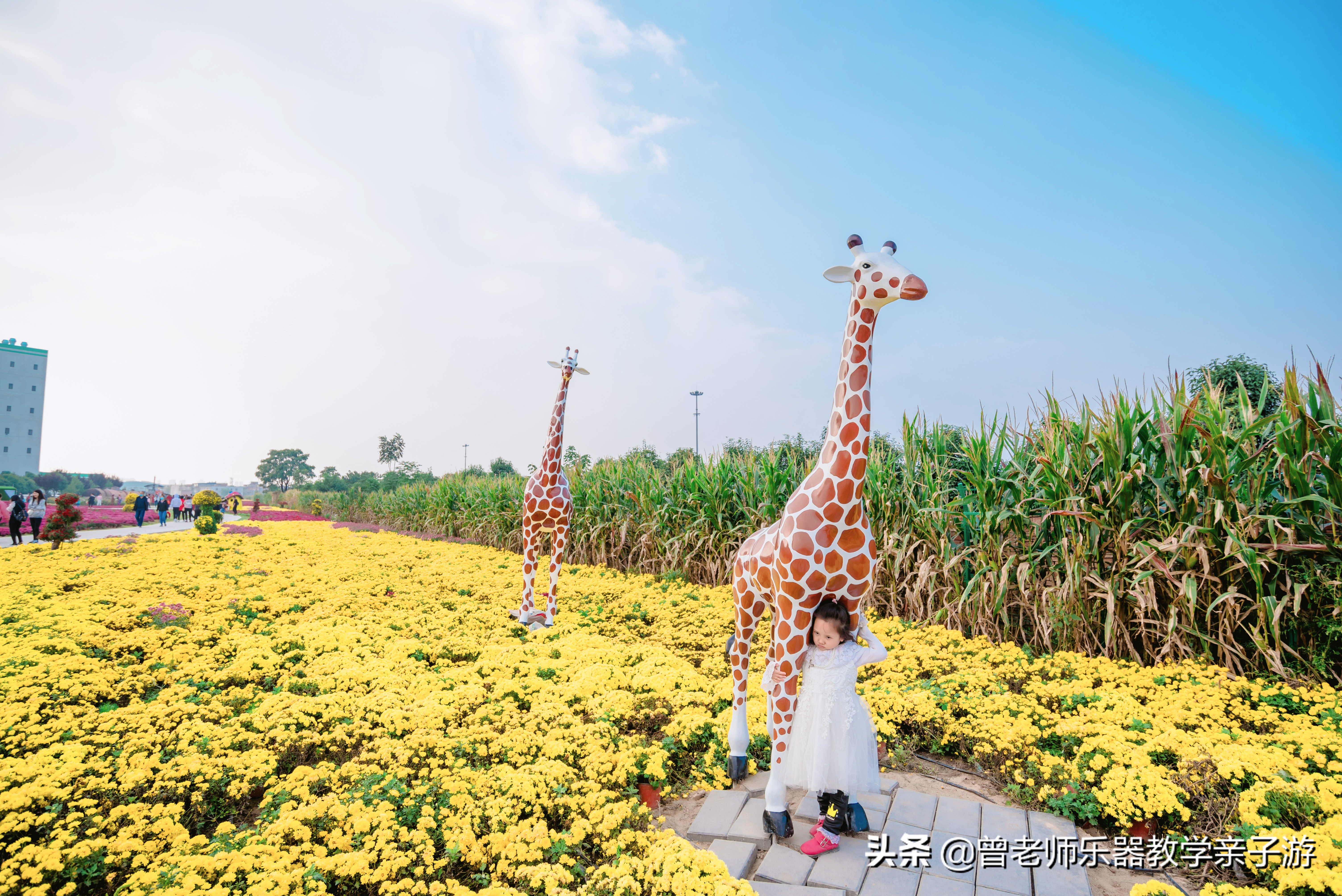 爱菊研学游,爱菊丝路文化菊花园西安