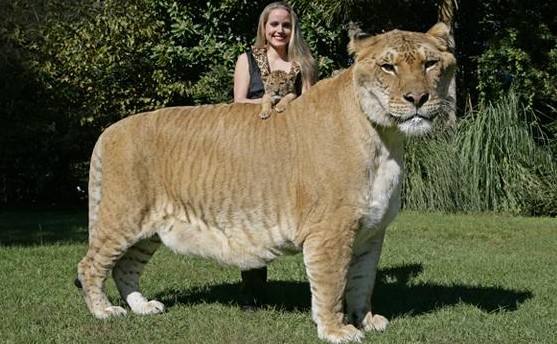 狮虎兽与狮子老虎谁厉害,巨型狮虎兽体重