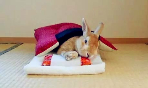 养兔拉稀,宠物兔怎么养幼兔吃什么容易活