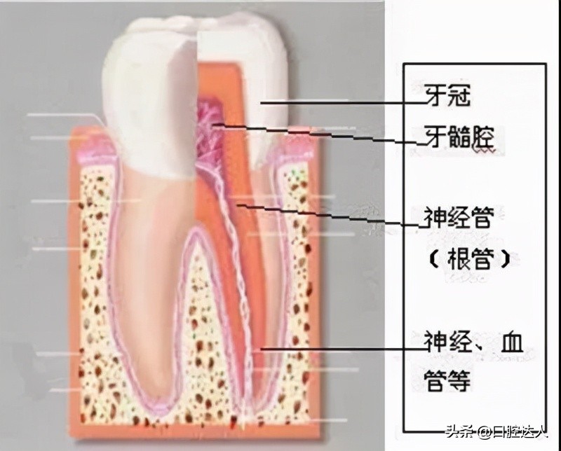 牙齿松动发炎肿痛吃什么消炎药,牙齿发炎松动吃什么消炎药