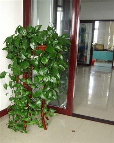 金钻绿萝喜光还是喜阴,大叶绿萝是喜光植物吗