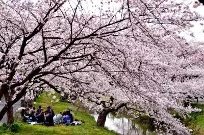日本花粉症吃什么药,日本人为什么容易得花粉症