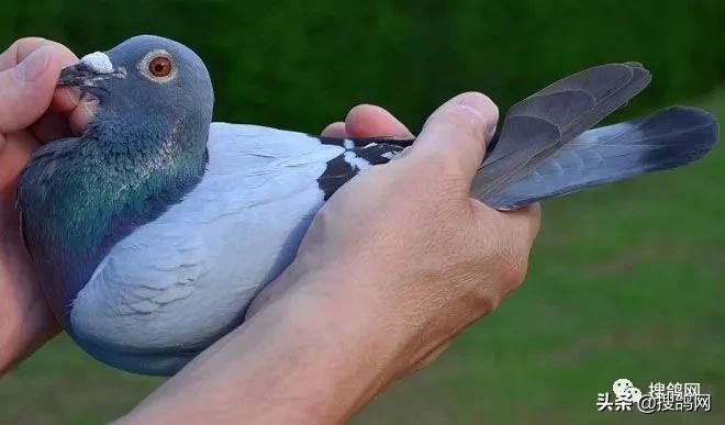 冠军孵化器——福雷迪和雅克.范希兄弟鸽舍