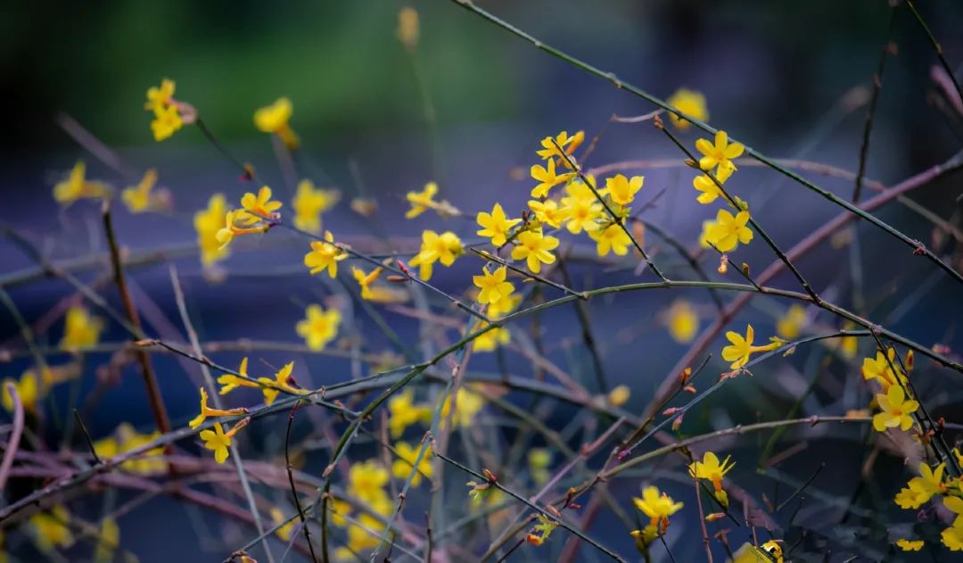 春天里最美的花儿，语文课本上的天下第一……一定要带孩子来