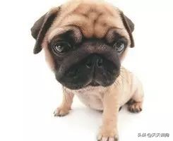 狗狗喷射状呕吐,狗狗呕吐怎么办如何解决