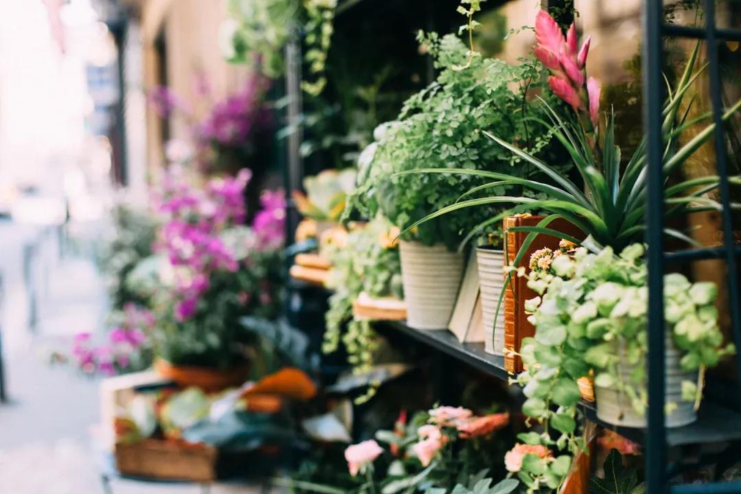 “卖菜”的野蛮人，站在了鲜花电商门外