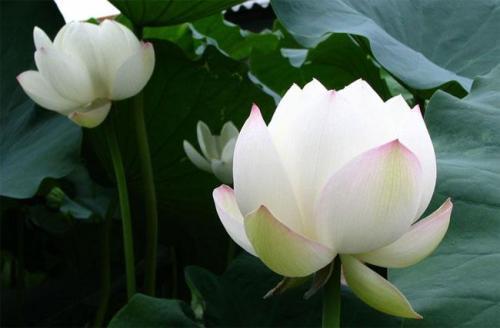 你的生日是几月对应什么花,十二个月每月的代表花及寓意