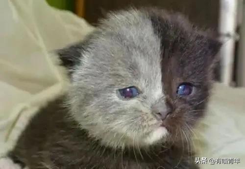 喷墨机为何突然对猫下此毒手?