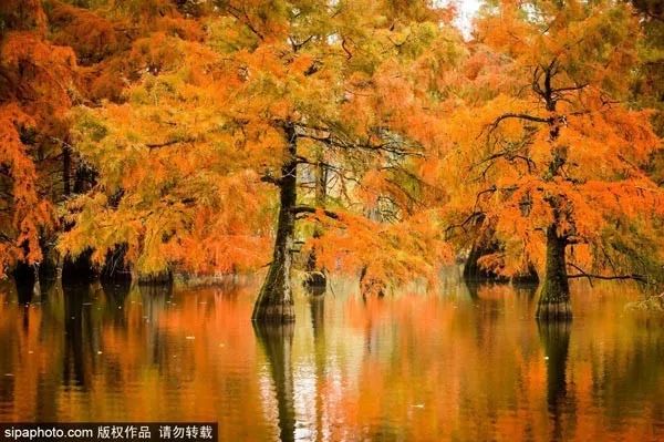 再不去玩就晚了!北京秋游倒计时!爬山、赏叶、观鸟…随便您怎么嗨!