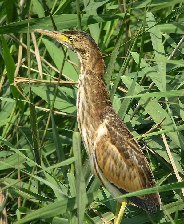 广东常见鸟类图谱图文,广东常见鸟类图谱