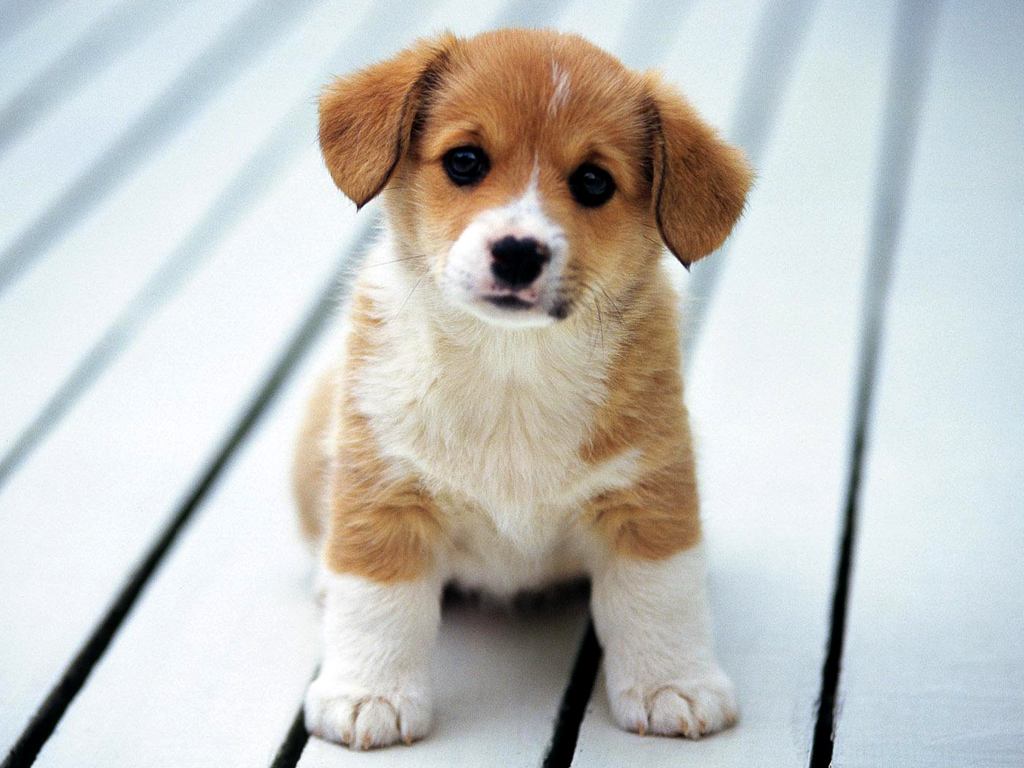 新手铲屎官必备清单,铲屎官新手入门必备