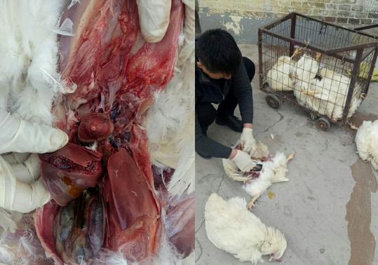 鸡肝脏破裂出血怎么救治,鸡肝脏破裂是什么病