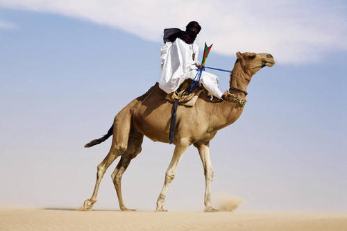 猪的基础知识有哪些,关于猪的冷知识小视频