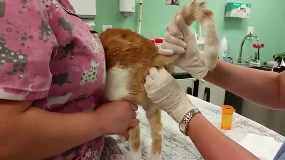 猫咪肛门腺需要治疗吗,猫咪肛门腺发炎症状