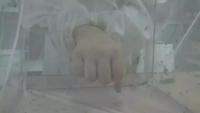 网红驱蚊产品真的有用吗,最有效的驱蚊产品排行榜