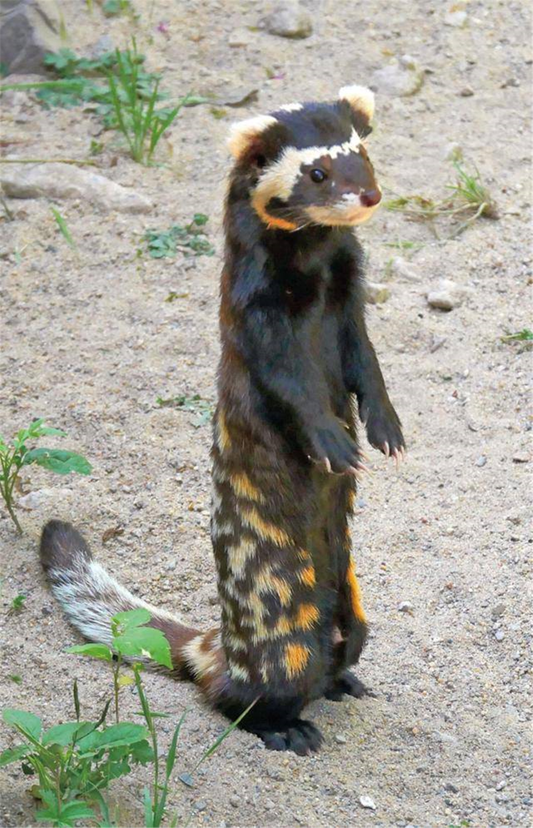 沙漠捕鼠高手视频,新疆沙漠中长相奇特的小老鼠