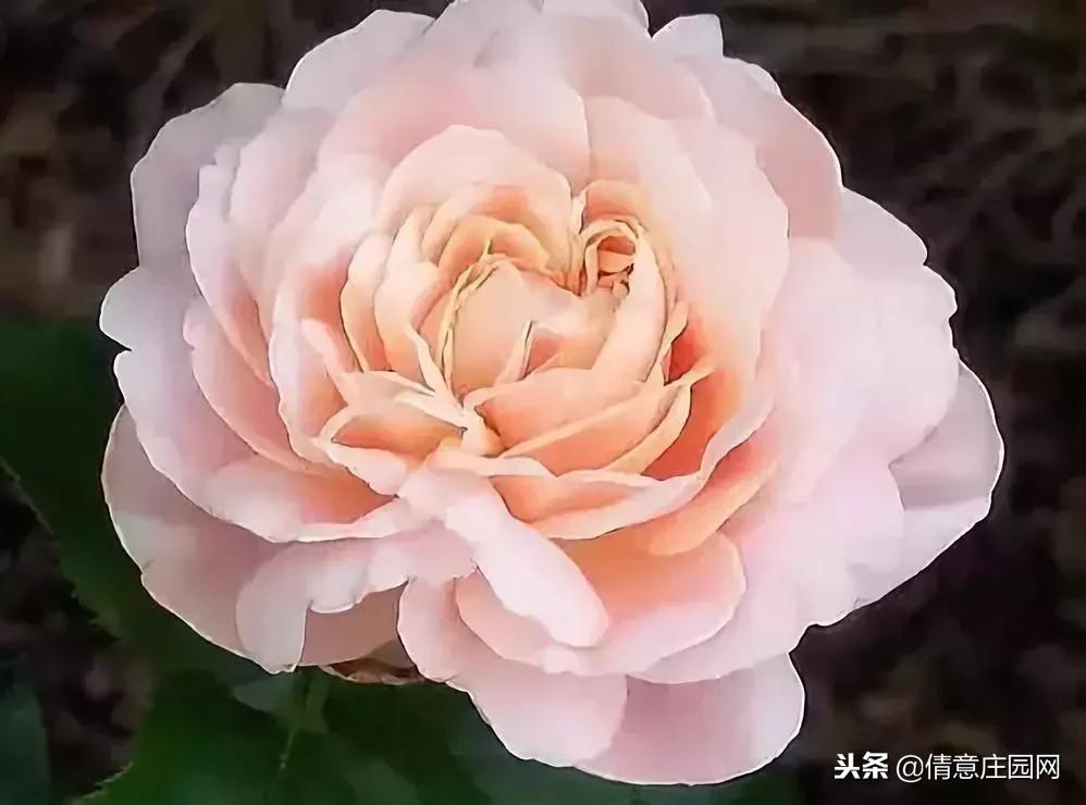 名贵植物排行榜前十名,名贵树种排名