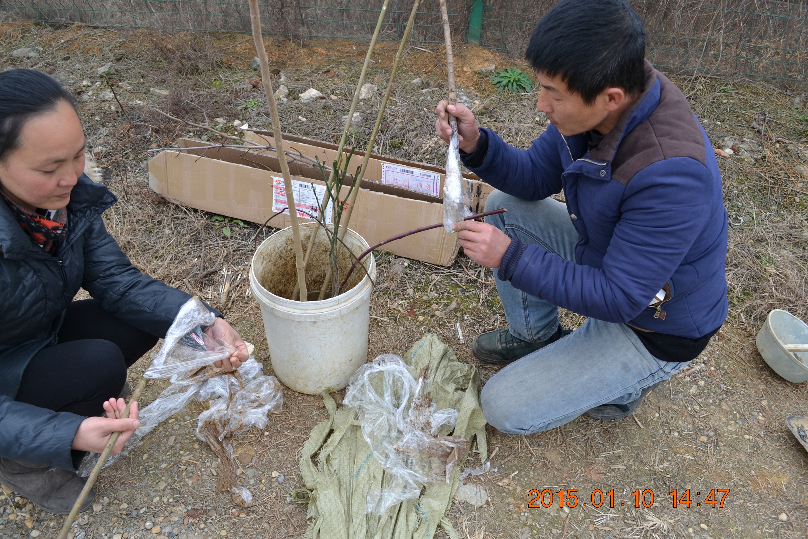 湖南最好的锦鲤养殖基地,湘潭锦鲤养殖