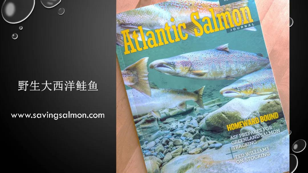 2019年中国三文鱼进口量达到10万吨！