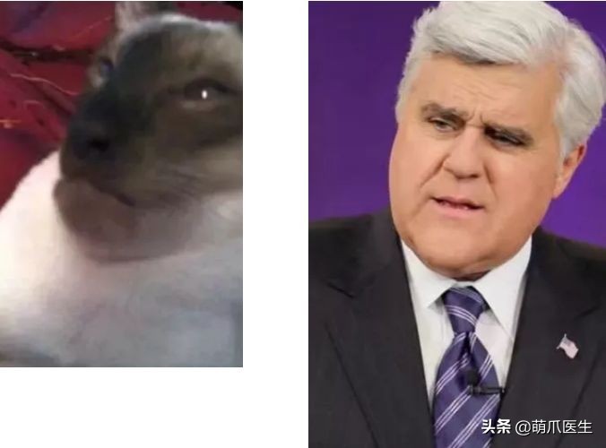 猫咪被蜜蜂蜇了怎么办,猫被蜜蜂蜇了的照片