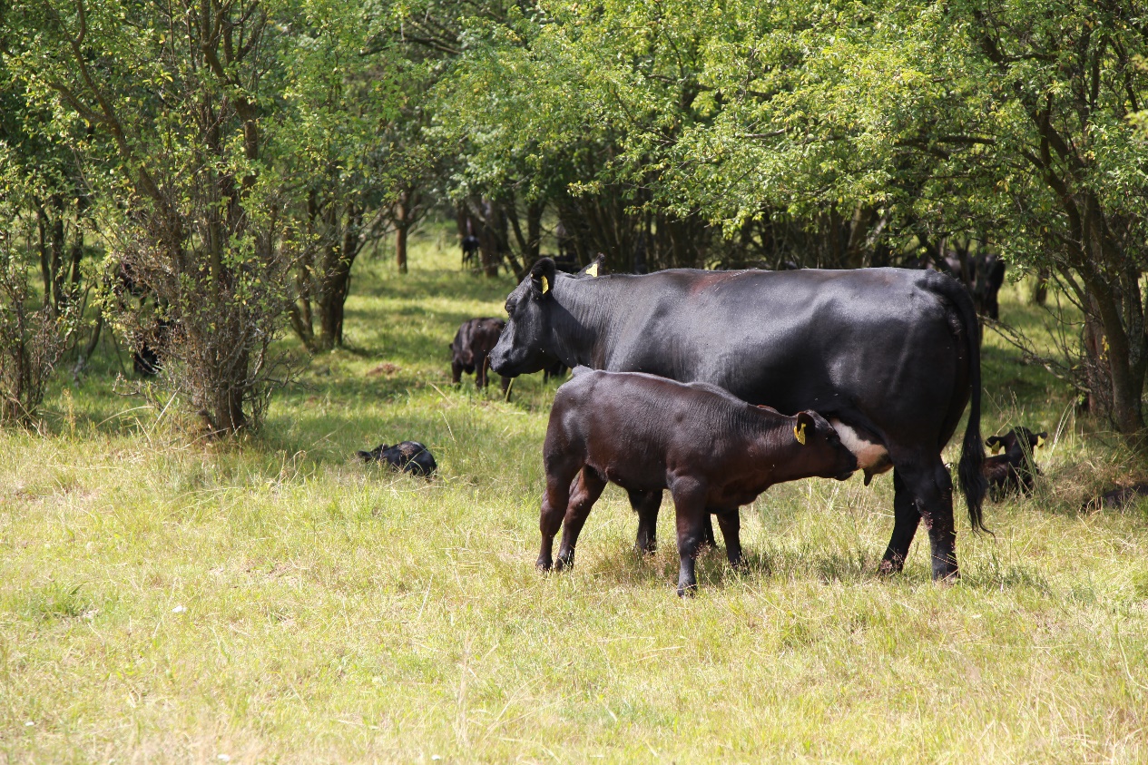 hipp喜宝荷兰版和德国版,喜宝hipp在德国多少钱