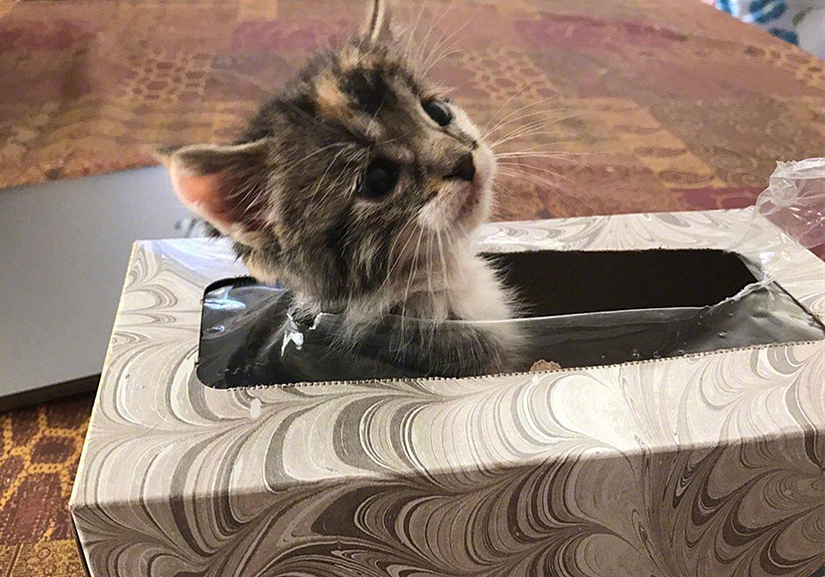 发情前绝育还是发情后绝育好,发情中做绝育会立即停止发情吗