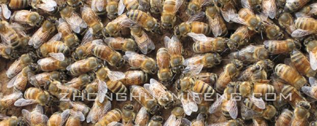 蜜蜂蜂王养殖技术,蜜蜂养殖技术书籍