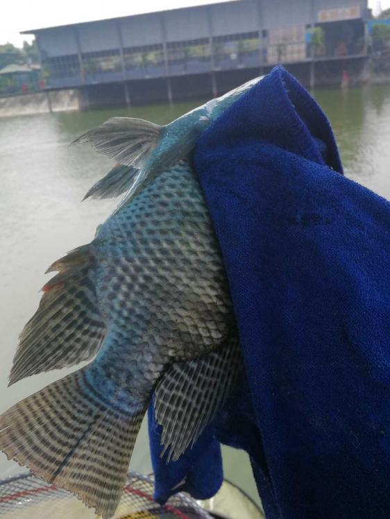 本汀金迦潘强硬弓测评,本汀金迦潘强弓鱼竿测评