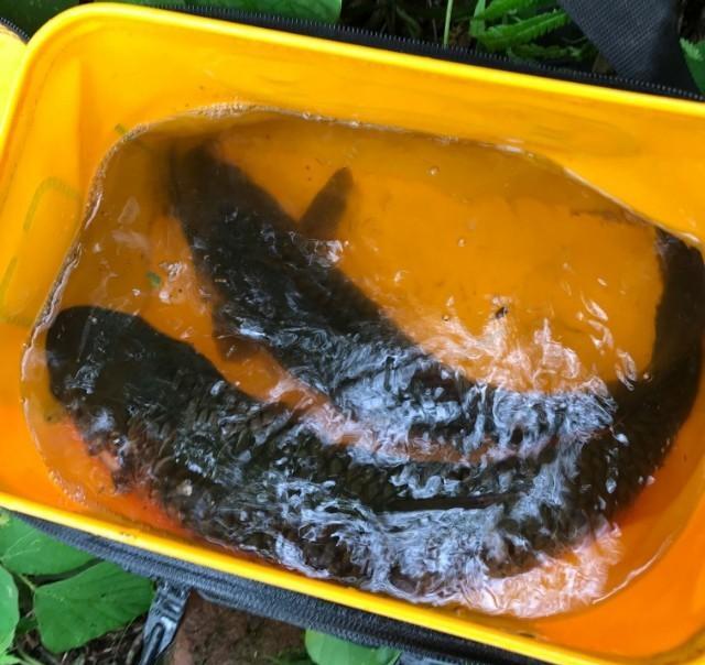 初冬野钓鲫鲤鱼饵料配方,冬季水库野钓钓鱼技巧视频