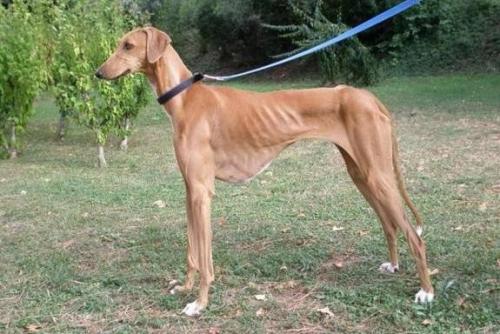 世界十大价值最昂贵的狗狗,全世界最贵的狗狗是什么价位