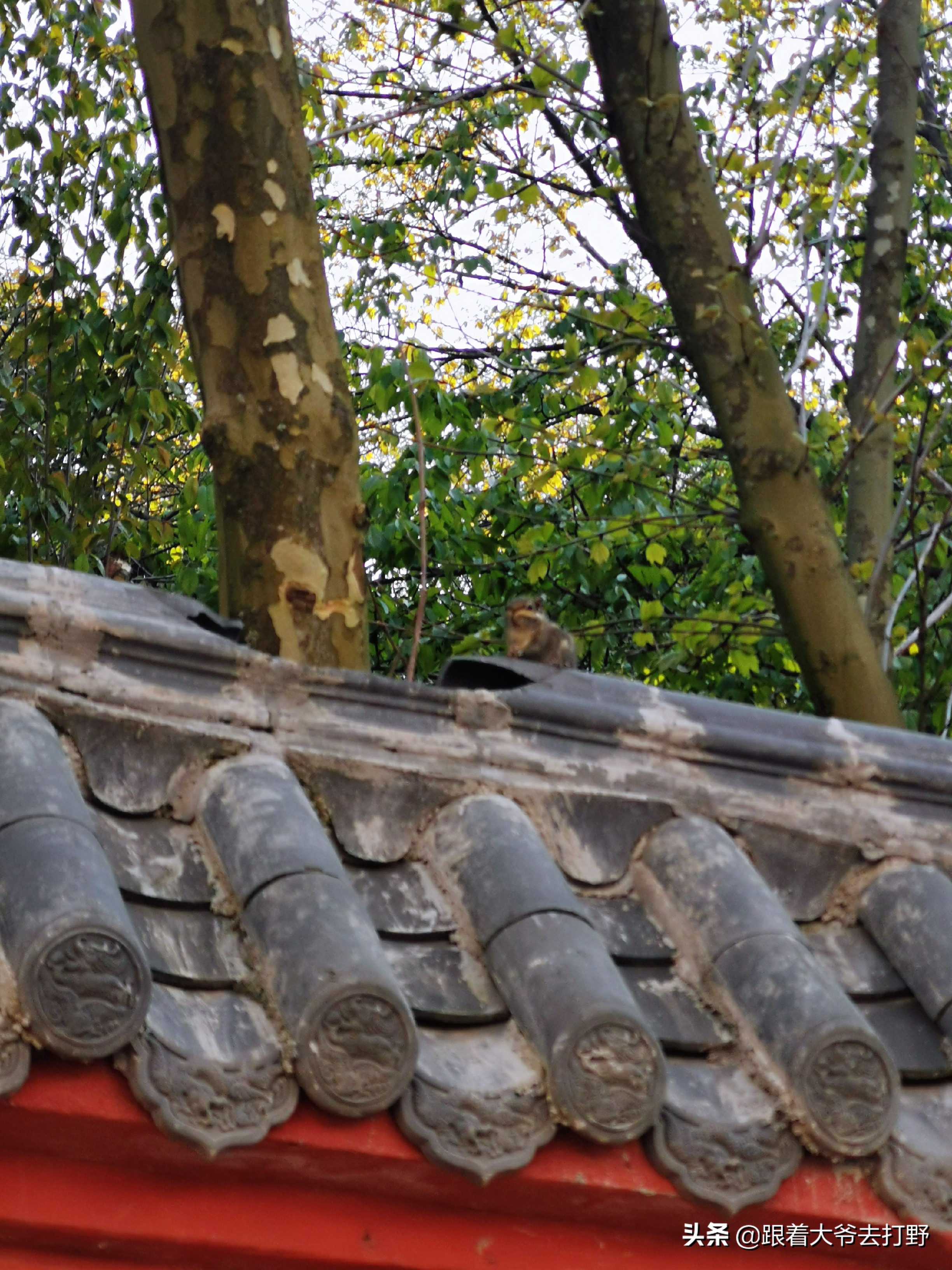 九宫山溯溪怎么去,九宫山附近免费溯溪