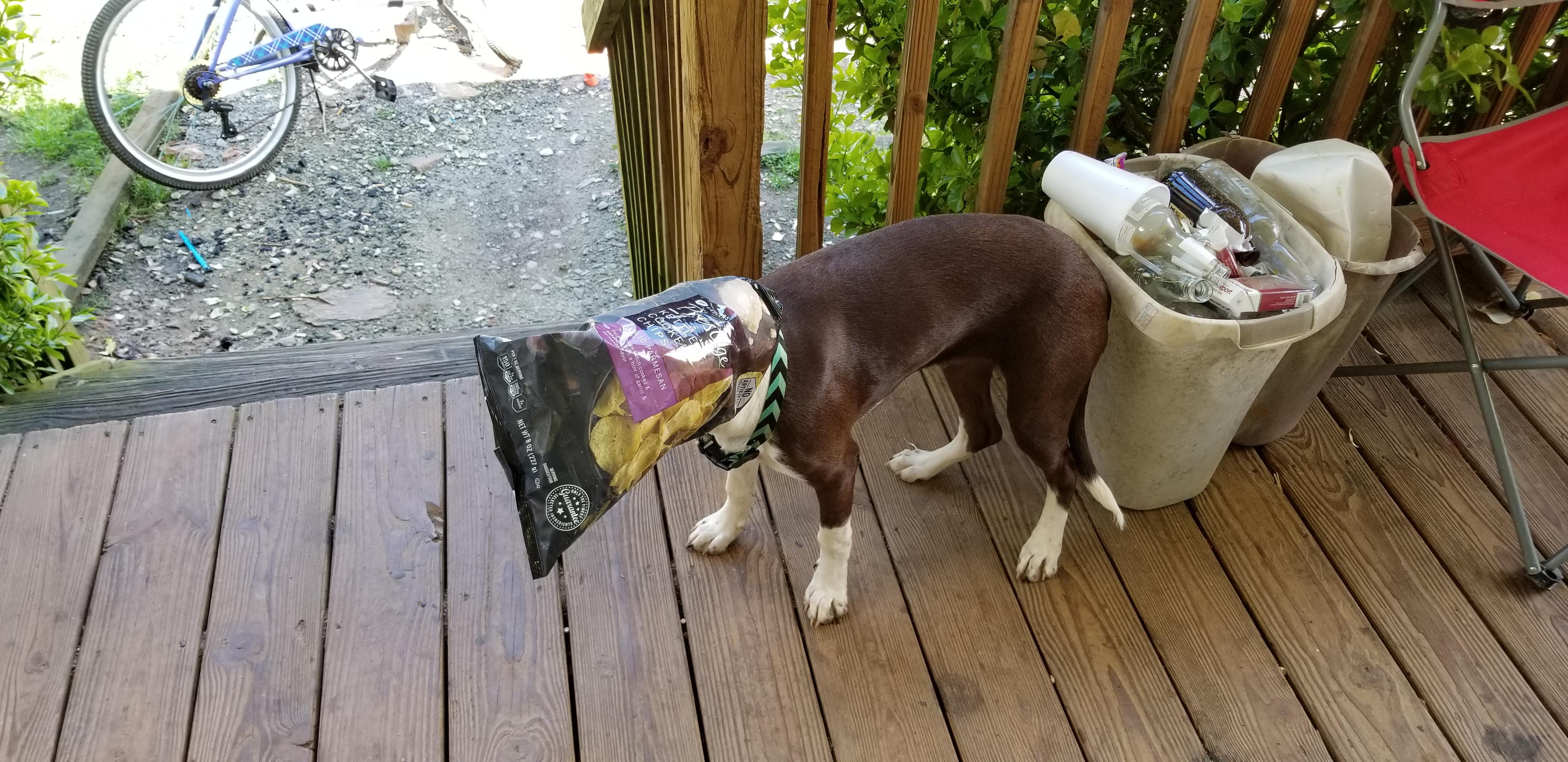 宠物狗不小心吃了塑料袋怎么办,宠物狗不小心吃了塑料袋