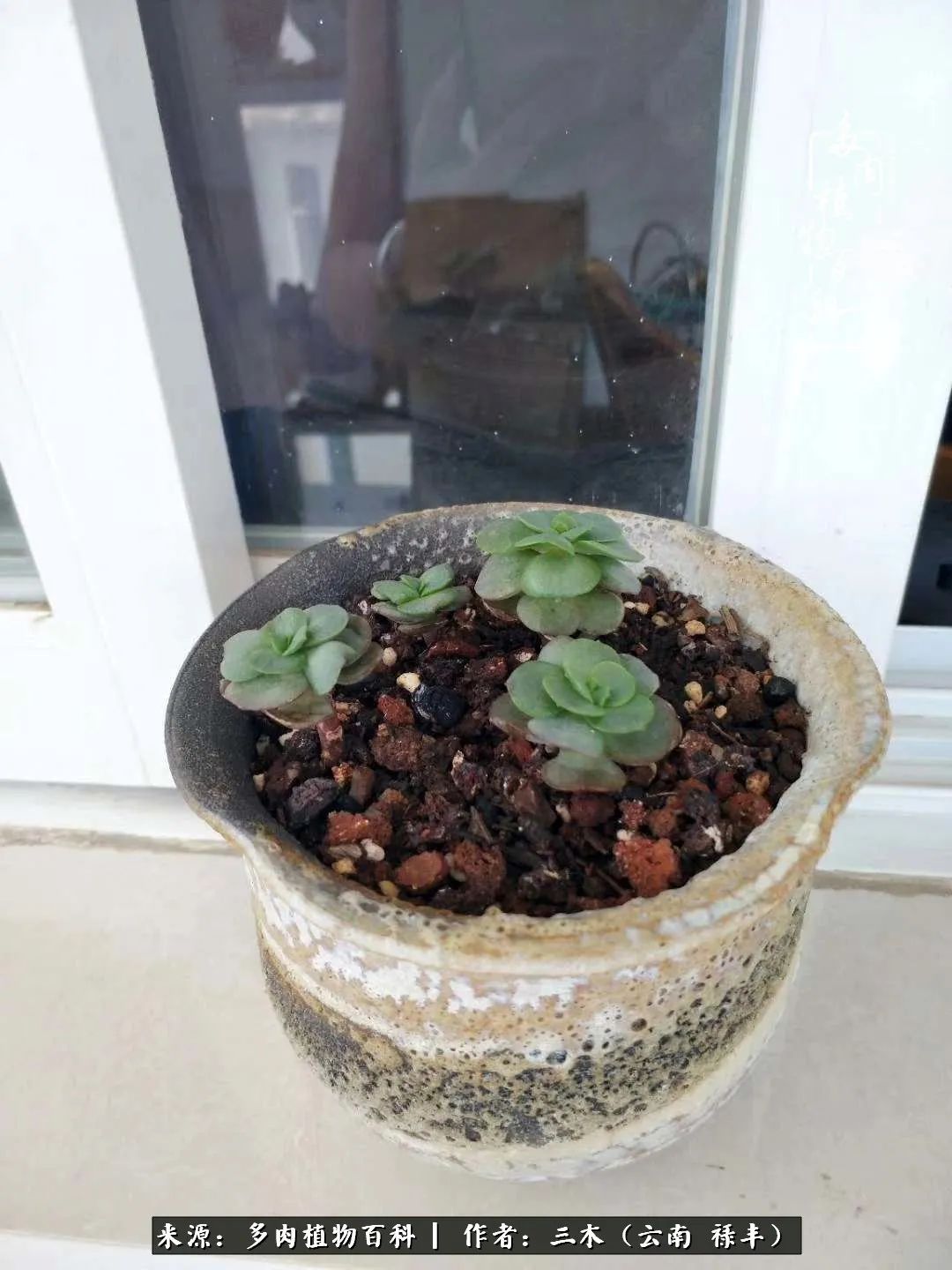 结缘多肉，阳台这一亩三分地就是我的世外桃源