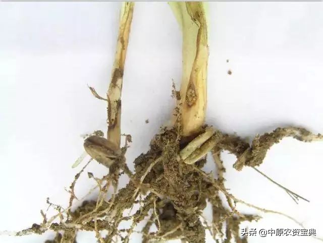 小麦发黄死苗用什么药治疗,预防小麦越冬死苗的措施包括哪些