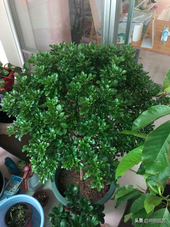 米兰冬天怎么养开花多,米兰花耐寒多少度